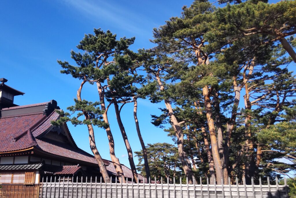 奉行所南庭のアカマツ